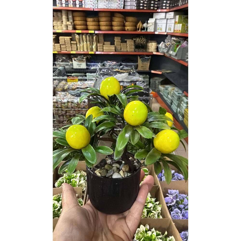 LİMON SAKSI ÇİÇEK