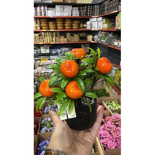 MANDALİNA SAKSI ÇİÇEK