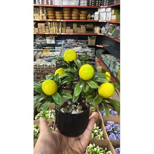 LİMON SAKSI ÇİÇEK